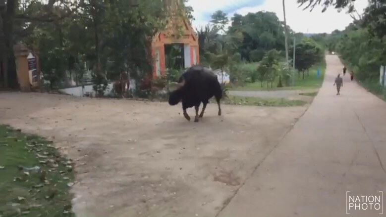 แตกตื่น!กระทิงป่าเดินในหมู่บ้าน