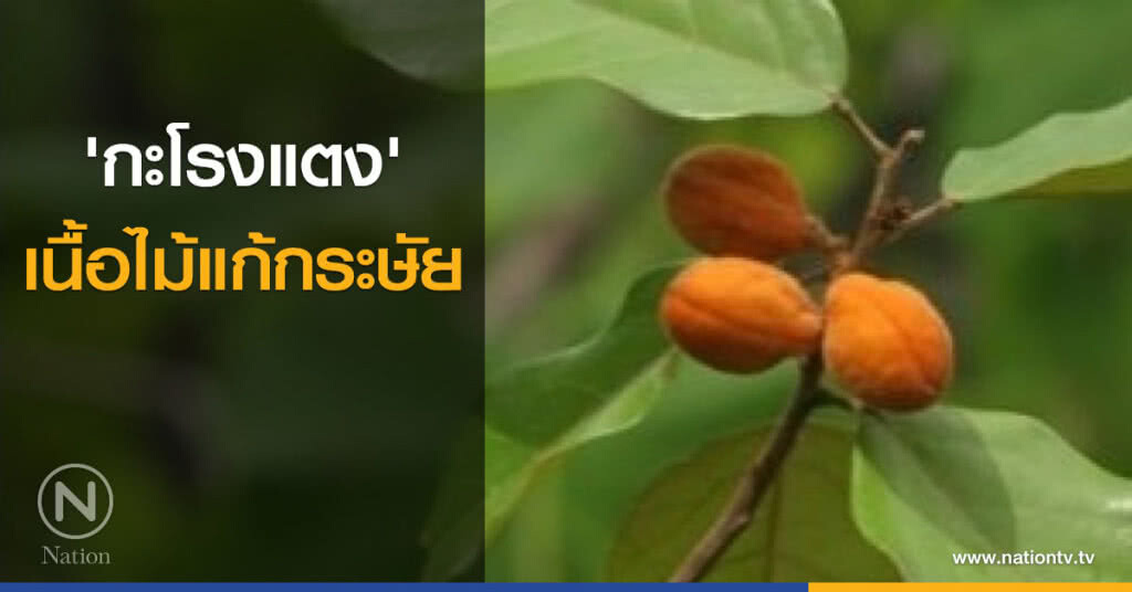 'กะโรงแตง' เนื้อไม้แก้กระษัย 'กะโรงแตง' เนื้อไม้แก้กระษัย