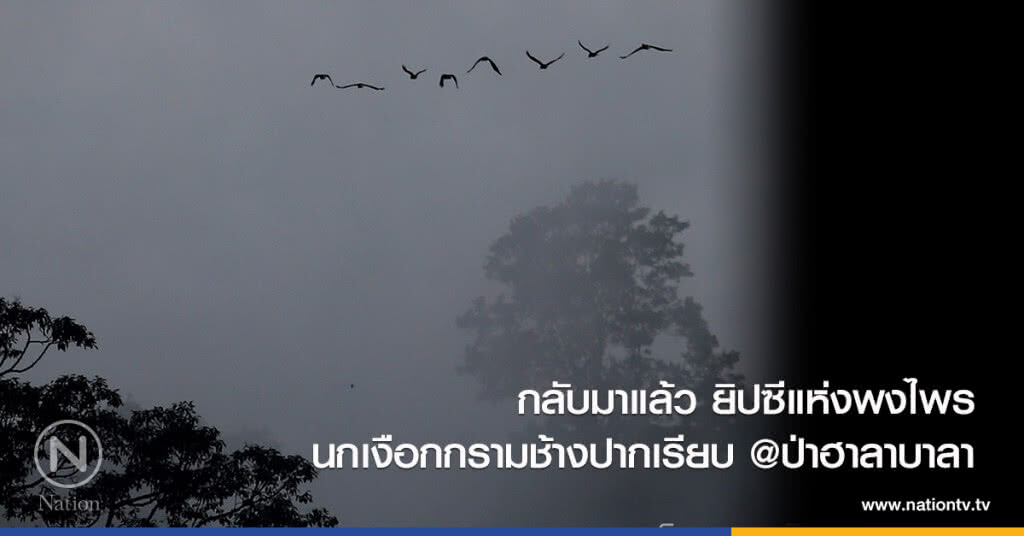 กลับมาแล้ว ยิปซีแห่งพงไพร
นกเงือกกรามช้างปากเรียบ @ป่าฮาลาบาลา
