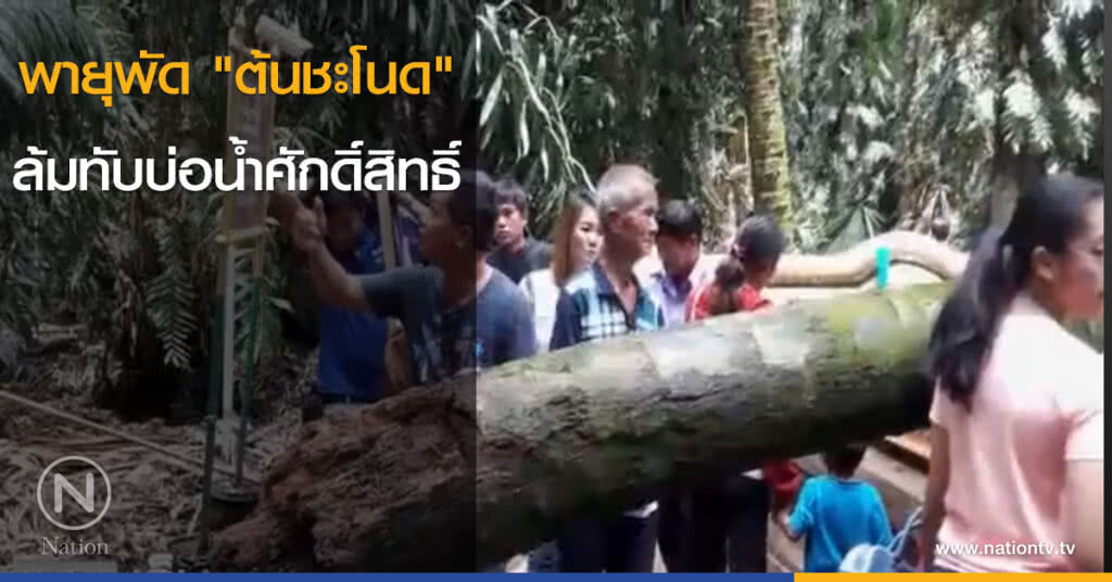 พายุพัด "ต้นชะโนด" ล้มทับบ่อน้ำศักดิ์สิทธิ์