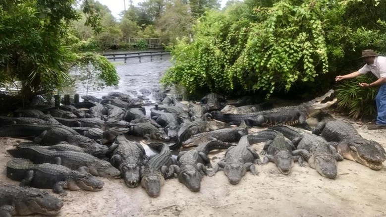 อุทยานจระเข้ตีนเป็ด ไม่หวั่นเฮอริเคน "เออร์มา"