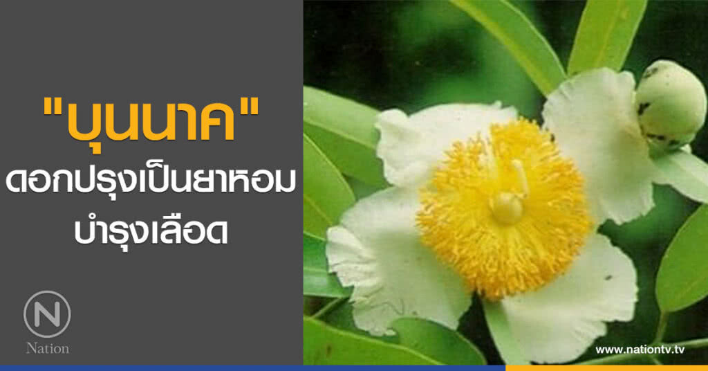 "บุนนาค" ดอกปรุงเป็นยาหอมบำรุงเลือด "บุนนาค" ดอกปรุงเป็นยาหอมบำรุงเลือด