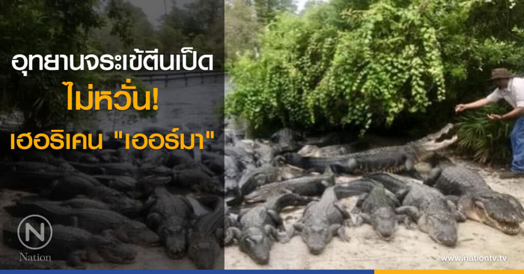 อุทยานจระเข้ตีนเป็ด ไม่หวั่นเฮอริเคน "เออร์มา"