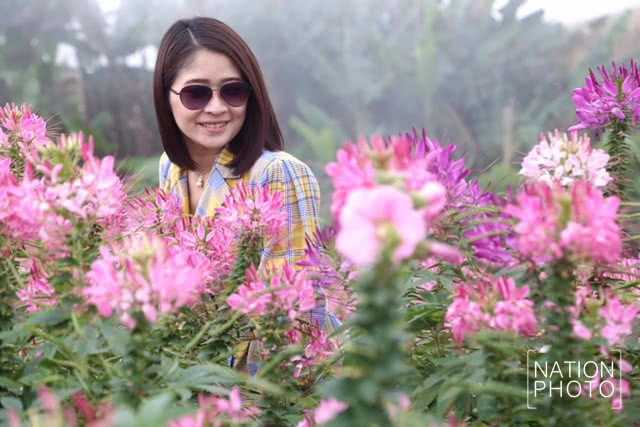 แห่เที่ยวชมหมอก บนยอดภูทับเบิก