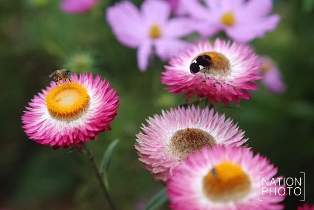 แห่เที่ยวชมหมอก บนยอดภูทับเบิก