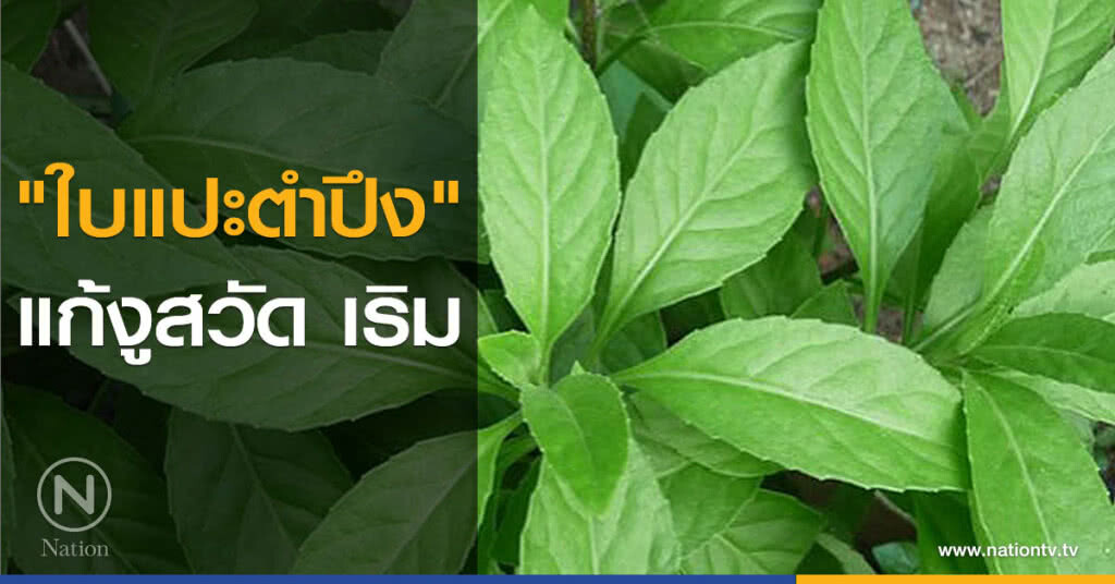 "ใบแปะตำปึง" แก้งูสวัด เริม "ใบแปะตำปึง" แก้งูสวัด เริม