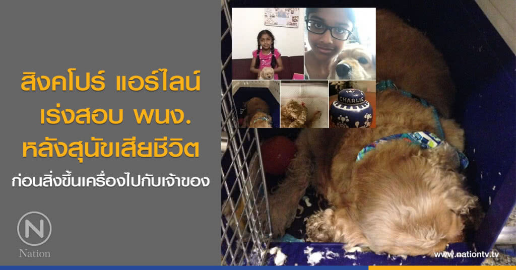 สิงคโปร์ แอร์ไลน์
เร่งสอบ พนง.
หลังสุนัขเสียชีวิต
ก่อนสิ่งขึ้นเครื่องไปกับเจ้าของ สิงคโปร์ แอร์ไลน์
เร่งสอบ พนง.
หลังสุนัขเสียชีวิต
ก่อนสิ่งขึ้นเครื่องไปกับเจ้าของ
