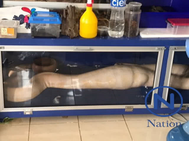 รวบพ่อค้าคาบ้าน
หลังขายสัตว์ป่าคุ้มครอง
ผ่านเฟซบุ๊ก
พบสัตว์สงวนเพียบ