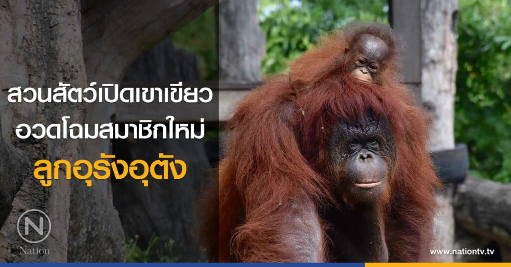 สวนสัตว์เปิดเขาเขียว
อวดโฉมสมาชิกใหม่
ลูกอุรังอุตัง สวนสัตว์เปิดเขาเขียว
อวดโฉมสมาชิกใหม่
ลูกอุรังอุตัง