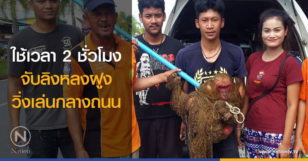 ใช้เวลา 2 ชั่วโมง
จับลิงหลงฝูง
วิ่งเล่นกลางถนน