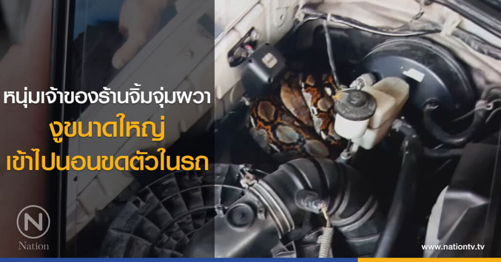 หนุ่มเจ้าของร้านจิ้มจุ่มผวา
งูขนาดใหญ่
เข้าไปนอนขดตัวในรถ