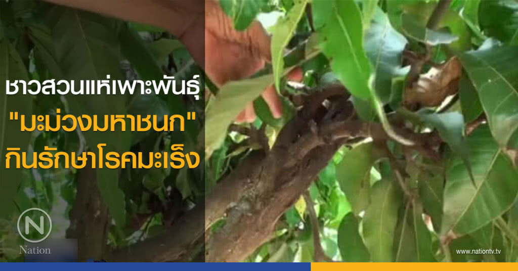 ชาวสวนแห่เพาะพันธุ์ "มะม่วงมหาชนก" กินรักษาโรคมะเร็ง ชาวสวนแห่เพาะพันธุ์ "มะม่วงมหาชนก" กินรักษาโรคมะเร็ง