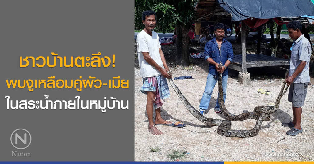 ชาวบ้านตะลึง!
พบงูเหลือมคู่ผัว-เมีย
ในสระน้ำภายในหมู่บ้าน ชาวบ้านตะลึง!
พบงูเหลือมคู่ผัว-เมีย
ในสระน้ำภายในหมู่บ้าน