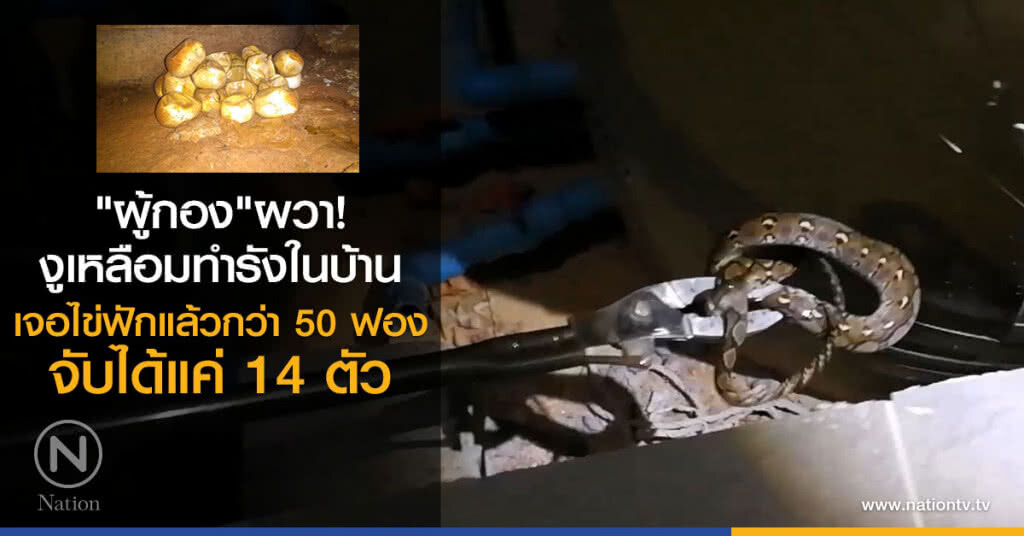 "ผู้กอง" ผวา งูเหลือมทำรังในบ้านเจอไข่ฟักแล้วกว่า50 ฟอง จับได้แค่ 14 ตัว