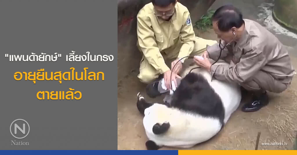 "แพนด้ายักษ์" เลี้ยงในกรงอายุยืนสุดในโลก ตายแล้ว