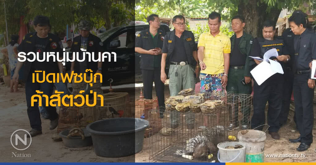 รวบหนุ่มบ้านคา
เปิดเฟซบุ๊กค้าสัตว์ป่า รวบหนุ่มบ้านคา
เปิดเฟซบุ๊กค้าสัตว์ป่า