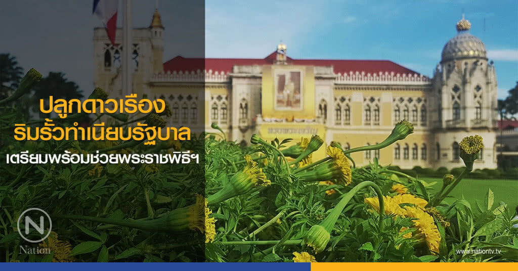 ปลูกดาวเรืองริมรั้วทำเนียบรัฐบาล เตรียมพร้อมช่วยพระราชพิธีฯ ปลูกดาวเรืองริมรั้วทำเนียบรัฐบาล เตรียมพร้อมช่วยพระราชพิธีฯ