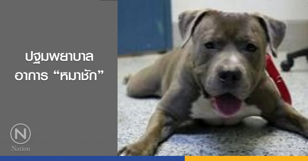 ปฐมพยาบาลอาการ "หมาชัก" ปฐมพยาบาลอาการ "หมาชัก"