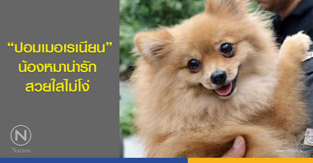  "ปอมเมอเรเนียน" น้องหมาน่ารัก สวยใสไม่โง่