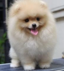  "ปอมเมอเรเนียน" น้องหมาน่ารัก สวยใสไม่โง่