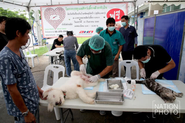 กรมปศุสัตว์ร่วมกับองค์การตลาดเพื่อเกษตรกร จัดโครงการทำหมันสุนัขและแมวฟรี