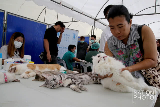 กรมปศุสัตว์ร่วมกับองค์การตลาดเพื่อเกษตรกร จัดโครงการทำหมันสุนัขและแมวฟรี