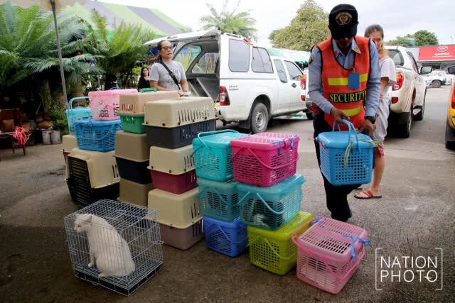 กรมปศุสัตว์ร่วมกับองค์การตลาดเพื่อเกษตรกร จัดโครงการทำหมันสุนัขและแมวฟรี
