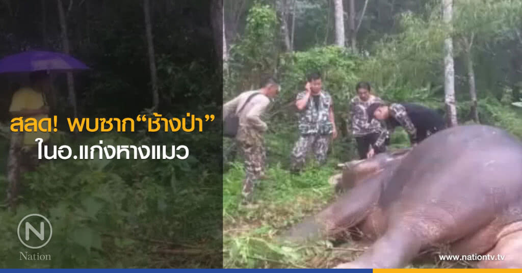 พบซาก ช้างป่าในอ.แก่งหางแมว พบซาก ช้างป่าในอ.แก่งหางแมว