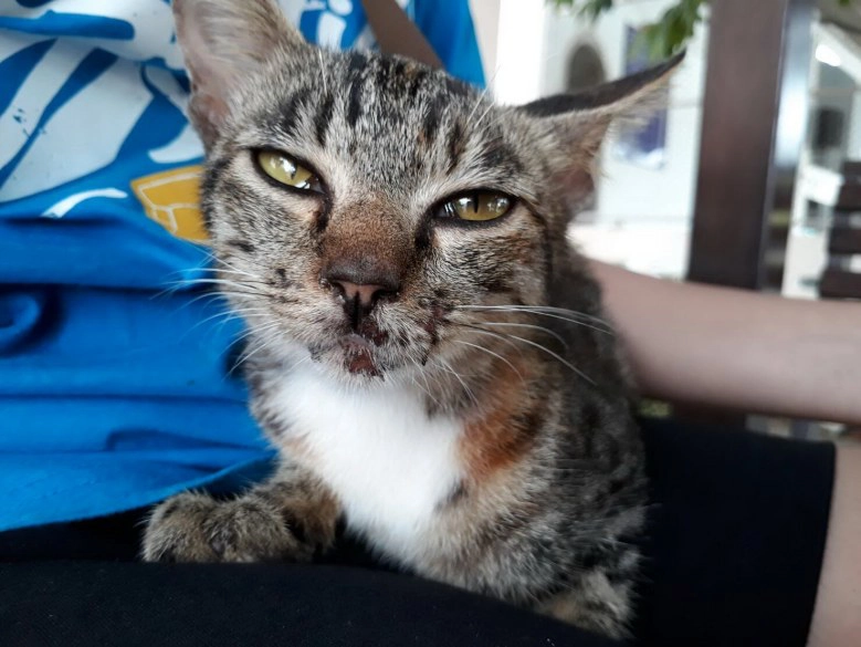 เพจดังแพร่คลิป
"พระตีแมว"
พระ ยอมรับโมโห
แมวฉี่ใส่"เพาเวอร์แบงค์"พัง