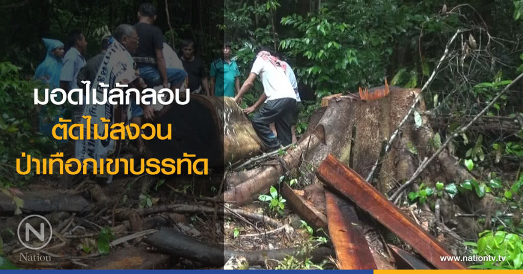 มอดไม้ลักลอบ
ตัดไม้สงวน
ป่าเทือกเขาบรรทัด มอดไม้ลักลอบ
ตัดไม้สงวน
ป่าเทือกเขาบรรทัด