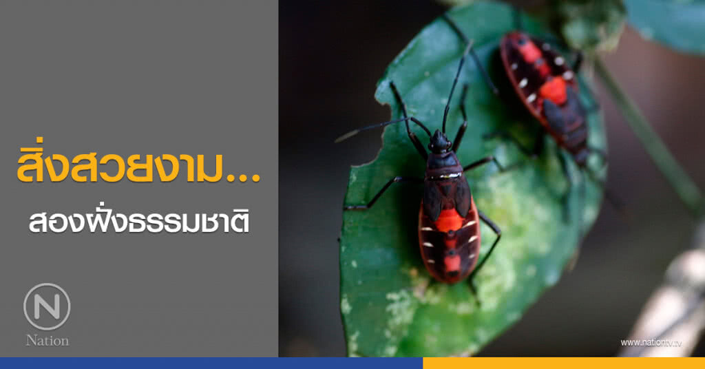 สิ่งสวยงาม... สองฝั่งธรรมชาติ สิ่งสวยงาม... สองฝั่งธรรมชาติ