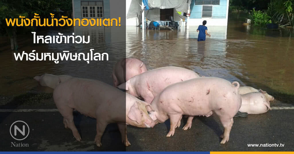 พนังกั้นน้ำวังทองแตก! ไหลเข้าท่วมฟาร์มหมูพิษณุโลก พนังกั้นน้ำวังทองแตก! ไหลเข้าท่วมฟาร์มหมูพิษณุโลก