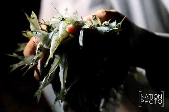 จับปลากระโดด 
เล่นไฟคืนเดือนมืด
เหนือคุ้งน้ำมีชีวิต ฮาลาบาลา