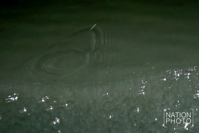 จับปลากระโดด 
เล่นไฟคืนเดือนมืด
เหนือคุ้งน้ำมีชีวิต ฮาลาบาลา