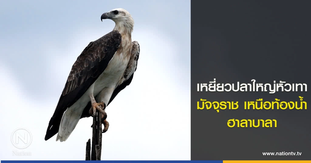 เหยี่ยวปลาใหญ่หัวเทา
มัจจุราช เหนือท้องน้ำฮาลาบาลา
อีกดัชนีชี้วัดความอุดมสมบูรณ์ของป่า
