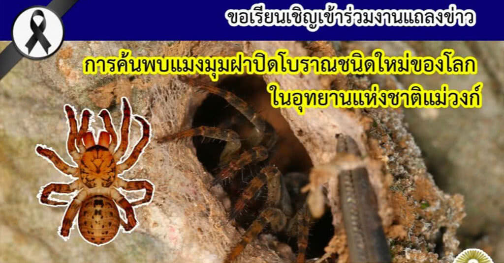 ไทยค้นพบ "แมงมุมฝาปิดโบราณ"ชนิดใหม่ของโลกที่แม่วงก์!!! ไทยค้นพบ "แมงมุมฝาปิดโบราณ"ชนิดใหม่ของโลกที่แม่วงก์!!!