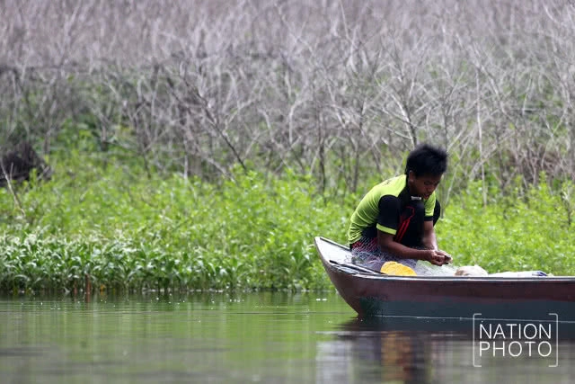 เหยี่ยวปลาใหญ่หัวเทา
มัจจุราช เหนือท้องน้ำฮาลาบาลา
อีกดัชนีชี้วัดความอุดมสมบูรณ์ของป่า
