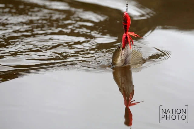 เหยี่ยวปลาใหญ่หัวเทา
มัจจุราช เหนือท้องน้ำฮาลาบาลา
อีกดัชนีชี้วัดความอุดมสมบูรณ์ของป่า