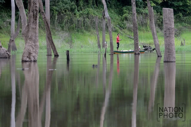เหยี่ยวปลาใหญ่หัวเทา
มัจจุราช เหนือท้องน้ำฮาลาบาลา
อีกดัชนีชี้วัดความอุดมสมบูรณ์ของป่า