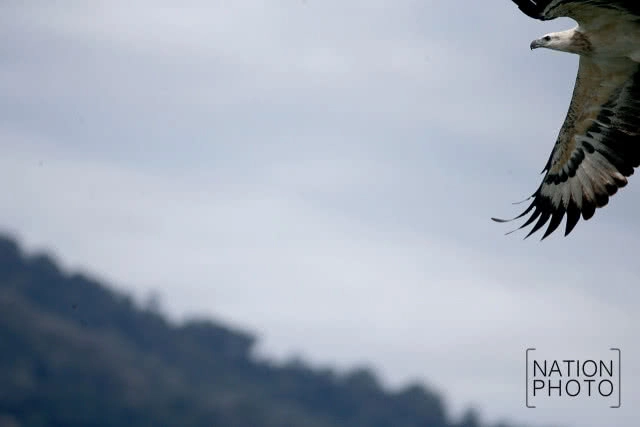 เหยี่ยวปลาใหญ่หัวเทา
มัจจุราช เหนือท้องน้ำฮาลาบาลา
อีกดัชนีชี้วัดความอุดมสมบูรณ์ของป่า