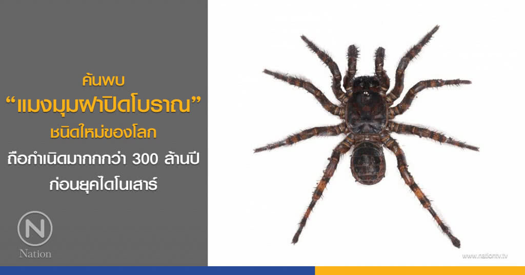 ค้นพบ "แมงมุมฝาปิดโบราณ" ชนิดใหม่ของโลก
ถือกำเนิดมากกกว่า 300 ล้านปีก่อนยุคไดโนเสาร์