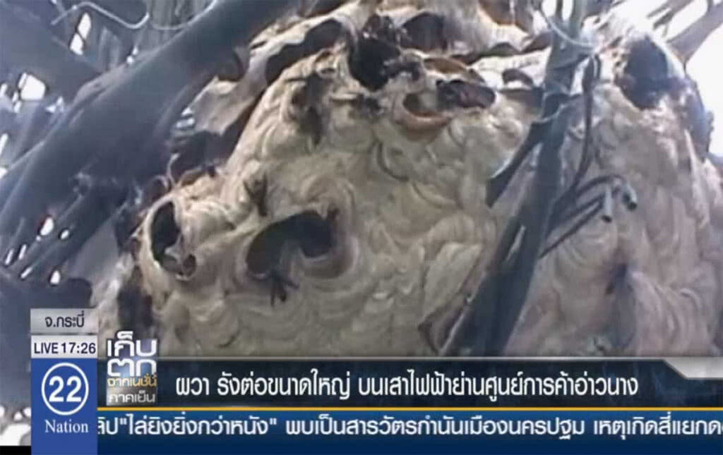 ผวารังต่อขนาดใหญ่ บนเสาไฟฟ้าย่านศูนย์การค้าอ่าวนาง ผวารังต่อขนาดใหญ่ บนเสาไฟฟ้าย่านศูนย์การค้าอ่าวนาง