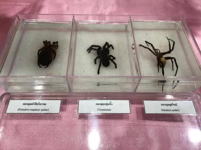 ค้นพบ "แมงมุมฝาปิดโบราณ" ชนิดใหม่ของโลก
ถือกำเนิดมากกกว่า 300 ล้านปีก่อนยุคไดโนเสาร์