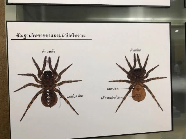 ค้นพบ "แมงมุมฝาปิดโบราณ" ชนิดใหม่ของโลก
ถือกำเนิดมากกกว่า 300 ล้านปีก่อนยุคไดโนเสาร์