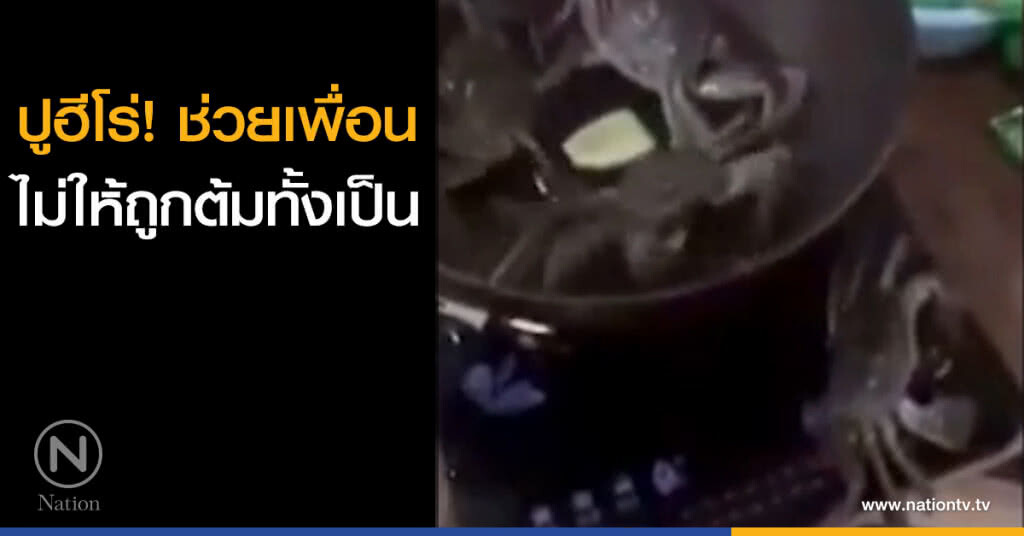 ปูช่วยเพื่อนไม่ให้ถูกต้มทั้งเป็น ปูช่วยเพื่อนไม่ให้ถูกต้มทั้งเป็น