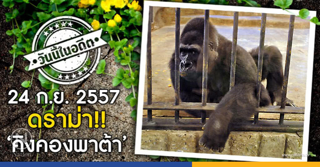 วันนี้ในอดีต 24 ก.ย.57 ดราม่า!!"คิงคองพาต้า" วันนี้ในอดีต 24 ก.ย.57 ดราม่า!!"คิงคองพาต้า"