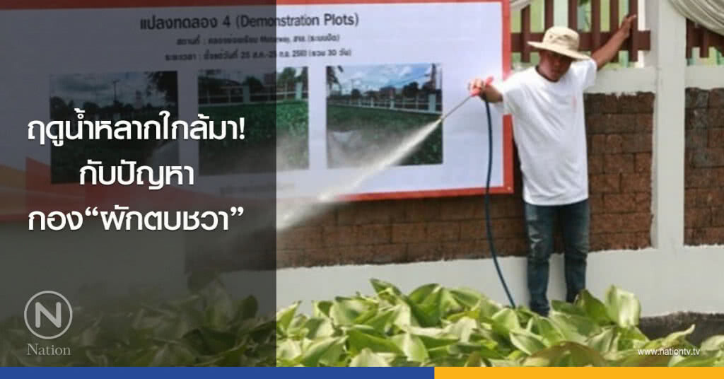 ฤดูน้ำหลากใกล้มา! กับปัญหากอง "ผักตบชวา" ฤดูน้ำหลากใกล้มา! กับปัญหากอง "ผักตบชวา"