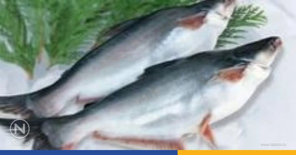 "แพนกาเซียสดอร์รี่" ปลาดีมีคุณค่าโภชนาการ 