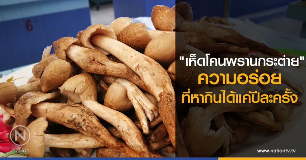 "เห็ดโคนพรานกระต่าย" ความอร่อยที่หากินได้แค่ปีละครั้ง