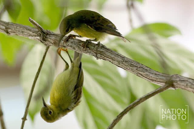 นกน้อยเริงร่า
หลังฝนเม็ดฝนซา ปักษ์ใต้ยามวสันต์ฤดู